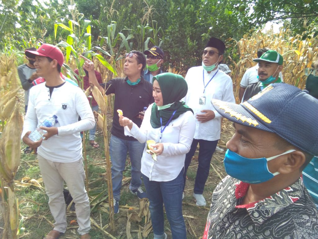 Wisata Kebun Jeruk Desa Maindu